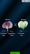 برنامه‌نما Test Cross: pea flower عکس از صفحه