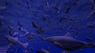 1 Schermata Be a Fish - VR Simulator