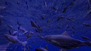 Be a Fish - VR Simulator screenshot 1
