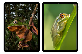 カエルの壁紙 スクリーンショット 5