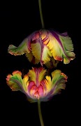 Exotic Flowers poster