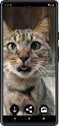 Poster Sfondi di gatti divertenti