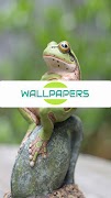 cute frog wallpaper screenshot 1