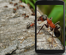 Microscope Camera View Enlarger imagem de tela 1