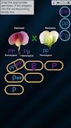Test Cross: pea flower captura de pantalla 4