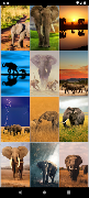Papéis de Parede de Elefante imagem de tela 4