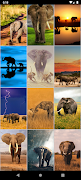 Elephant Wallpapers স্ক্রিনশট 4