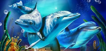 Dolphin Sounds 海報