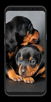 Cute Puppy Wallpapers - Live screenshot 3