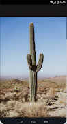 HD Matrial  Cactus screenshot 1