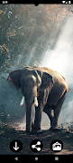 برنامه‌نما Elephant Wallpapers عکس از صفحه