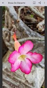 برنامه‌نما Rosa Do Deserto عکس از صفحه
