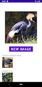 Identificador de Pássaros imagem de tela 6