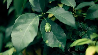 Frog Wallpaper gönderen