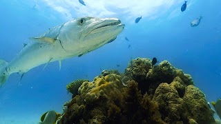 برنامه‌نما Virtual Reality OCEANS! عکس از صفحه