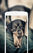 برنامه‌نما Rottweiler Wallpaper عکس از صفحه