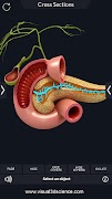 Digestive System Anatomy स्क्रीनशॉट 6