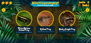 Singing Frogs screenshot 1