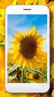 Sunflower Favorite ภาพหน้าจอ 1