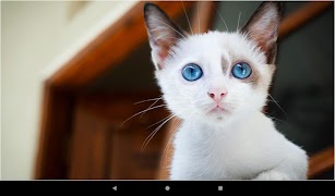 Cat Wallpapers And Themes screenshot 5
