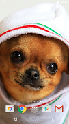 Cute Dogs screenshot 4