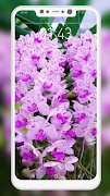 Orchid Wallpaper ภาพหน้าจอ 7