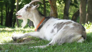 Video Touch - Animals screenshot 3