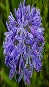 Agapanthus africanus flowers ภาพหน้าจอ 2