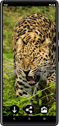 Fondos de pantalla de leopardo captura de pantalla 7