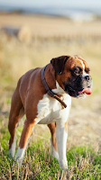 Wallpapers Boxer Dog screenshot 6