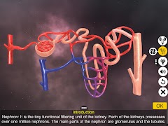 Urinary System Physiology screenshot 4