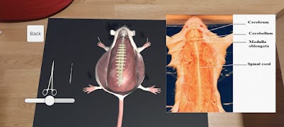 Mouse Dissection AR bài đăng
