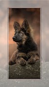 Honden behang screenshot 1