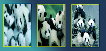 Panda Wallpapers HD スクリーンショット 1