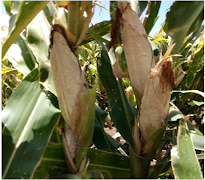 Control MLN Disease পোস্টার