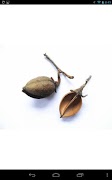 Tree Identification screenshot 6