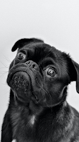 dog wallpapper পোস্টার