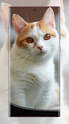Katzen-Hintergründe Screenshot 7