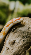 Snake Wallpaper screenshot 1