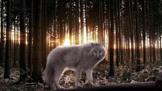 Wolf wallpapers screenshot 5