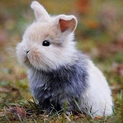 Lapins capture d'écran 5