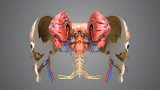 Virtual Reality Human Body! screenshot 2