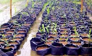 लाल अदरक पौधों कैसे स्क्रीनशॉट 5