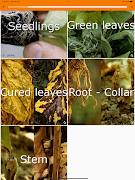 Di@gnoPlant Tobacco screenshot 7