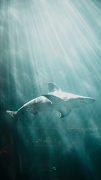 サメの壁紙 - 素晴らしい深海のサメの写真 ポスター
