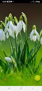 10000 Flowers Wallpapers screenshot 7