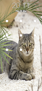 برنامه‌نما Kitty Cat Pattern Lock Screen عکس از صفحه