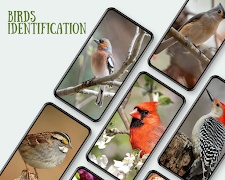 Birds identification guide imagem de tela 2