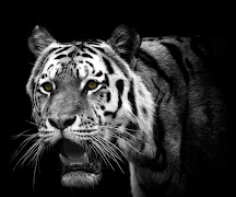 1 Schermata Selvaggio Tiger Puzzle