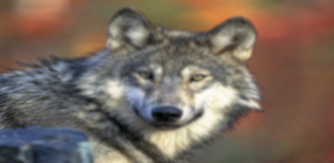 Wolf Infos screenshot 5